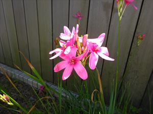 DSC08629_R